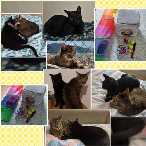 Doação 2 Gatinhas lindas dóceis castradas, vacinadas, com chip...