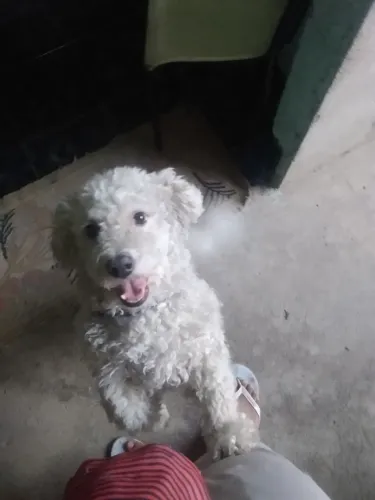 Doação de poodle