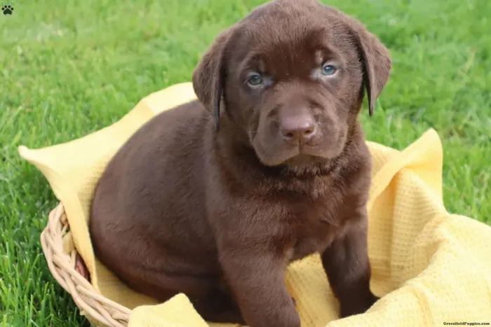 Labrador Chocolate | Vacinado e Vermifugado