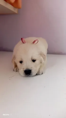 Golden Retriever filhotes