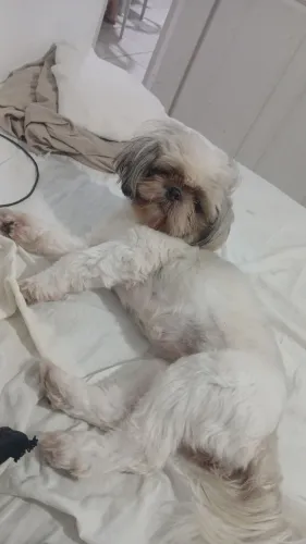 Shih tzu fêmea 