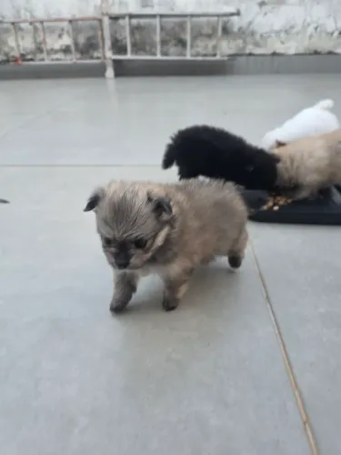 Vendo Filhotes Machos de Spitiz Alemão