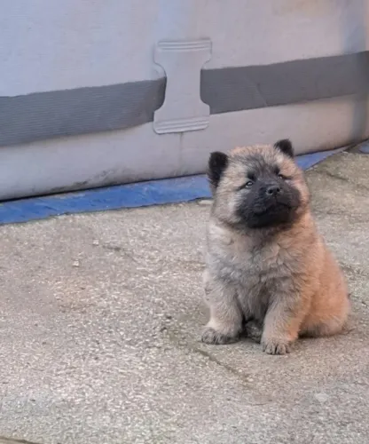 Chow Chow