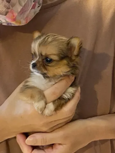 Chihuahua maravilhoso