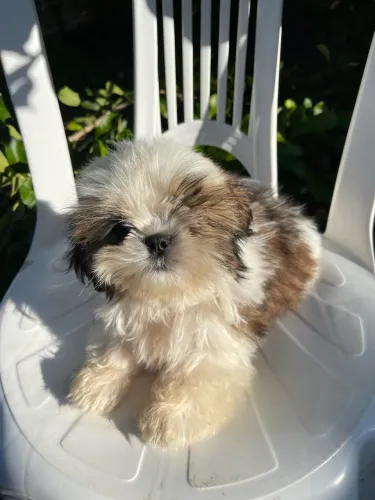 Shih tzu Macho padrão europeu 