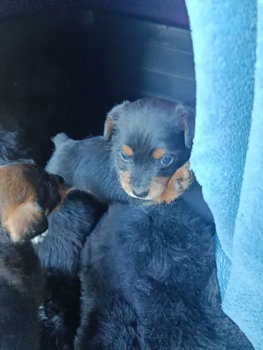 (FILHOTE PINSCHER NUMERO 1) MESTIÇO (Shit Zui/ Pinchers)
