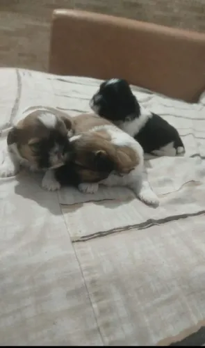Vendo lindos  Shitzu macho e fêmea são Vicente 1,300 macho 1,500 femea