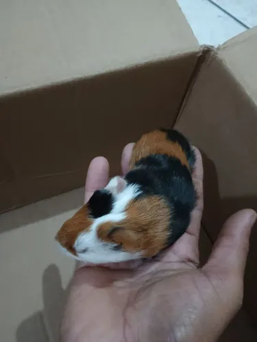 Vende -se filhote porquinho da índia 