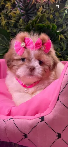 Shih tzu ! Encante se