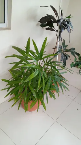 Vende planta