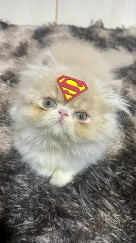Gato Persa com Pedigree 