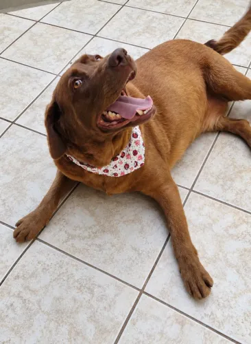 Doação de Labrador fêmea