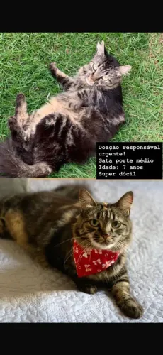 Gata para adoção