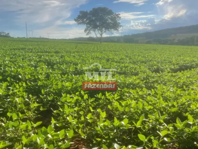Fazenda 20 alqueires (96,8 hectares) Orizona - Go