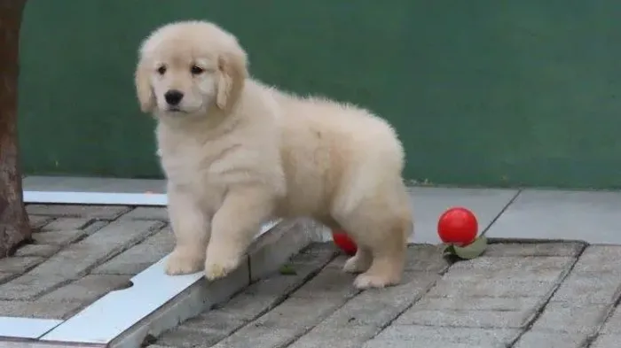 Golden Retriever Fêmea Microchip1884 Filhote Lindíssima Canil Tajj Mahall Curitiba