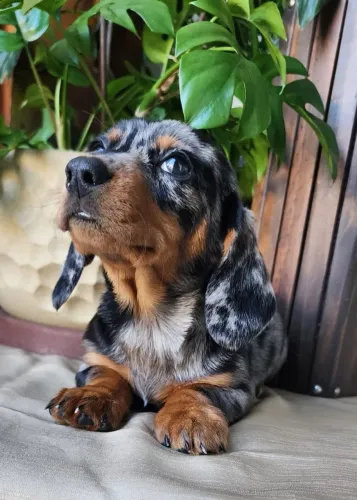 Dachshund/Salsicha - Com Pedigree a Pronta Entrega!!