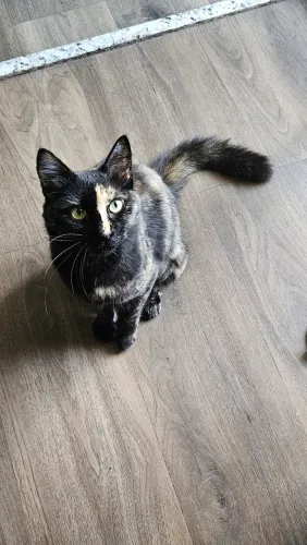 Doação de gata
