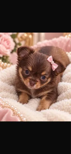 Chihuahua lindíssima!!!