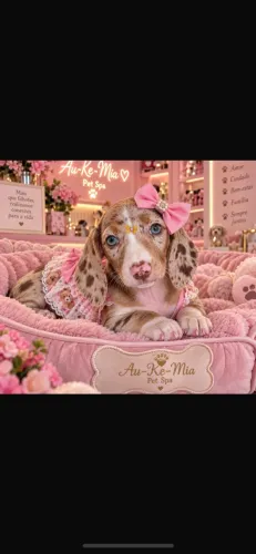 Dachshund beleza rara !!!