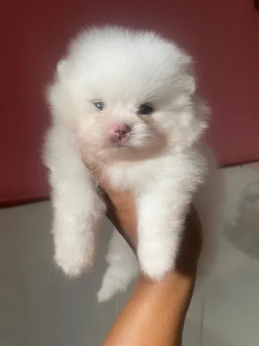Lulu da pomerania 