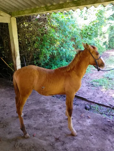 Potro Mangalarga Marchador