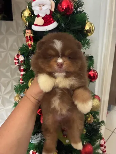 Lulu da pomeranea anao ursinho com 48 dias vermifugado 