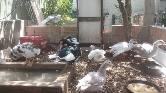 Pato Orgânico Com 6 meses