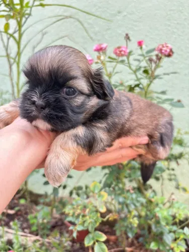 Shih Tzu macho