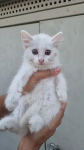 Gatinhos para adoção responsável 
