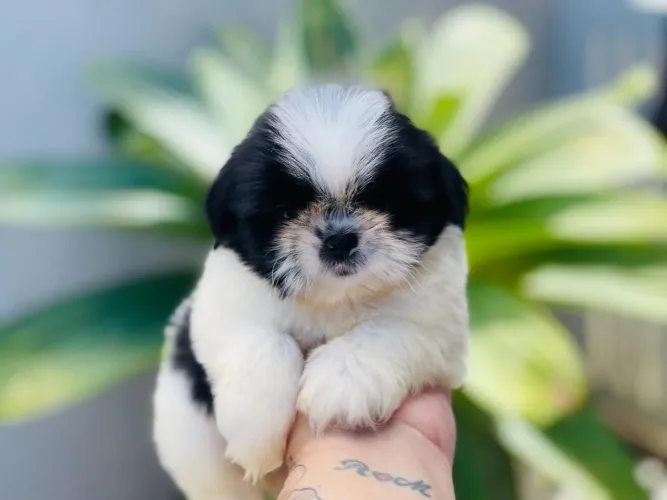 Garanta seu shih tzu com Pedigree