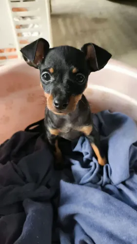 Cachorro Pincher 1 Macho