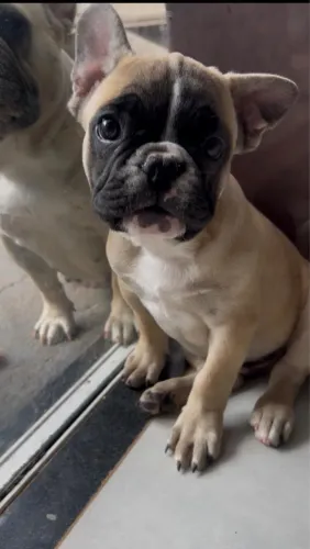 Buldogue francês