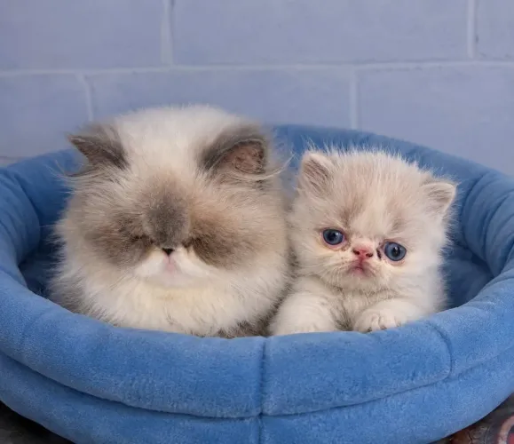 Gato Persa Himalaia com pedigree 
