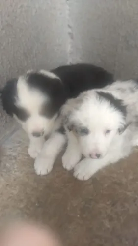 Border Collie - Vacinado e vermifugado, com suporte pós venda