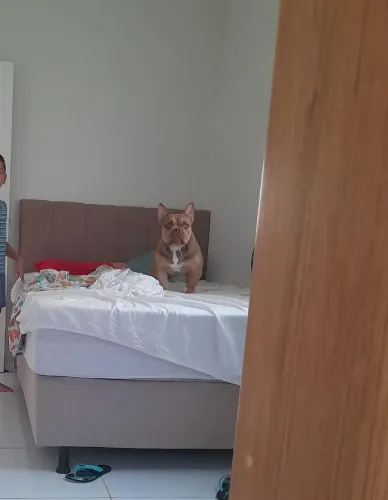 American Bully exotic (para cruzar)