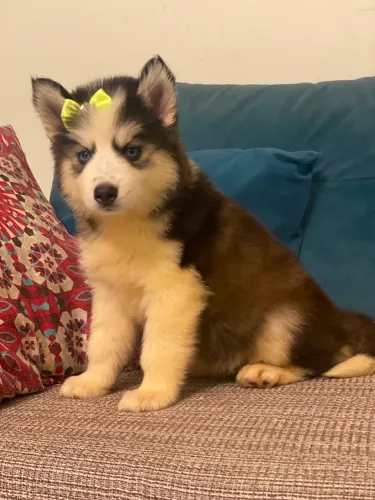 Husky siberiano
