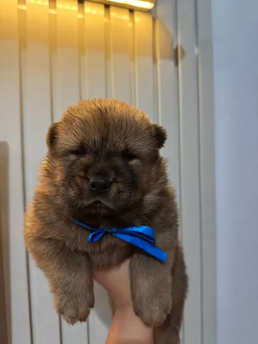 Filhotes de Chow Chow disponíveis!