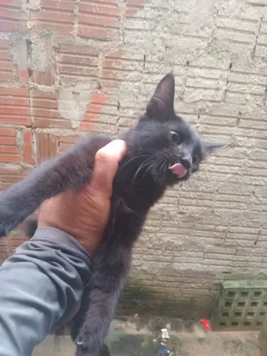 Doação de gato