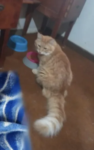 Adote lindo gato laranja pelo longo castradinho 