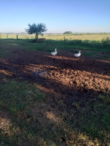 Vendo casal de Gansos