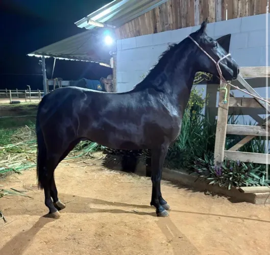 Vendo cavalo manso bonito chupado
