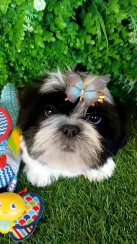 Filhote Shih tzu Macho - EvaFilhotes 