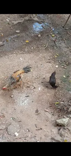 Galinhas