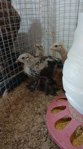 Pintinhos Brahma
