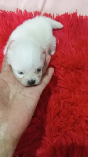 Lindo spitz alemão macho 