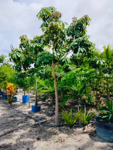 Árvores nativas para jardim e calçada