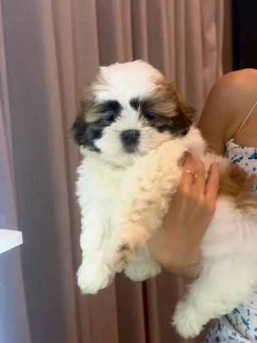 Vende-se filhote Shih Tzu