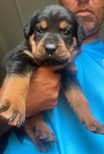 Filhote de Rottweiler