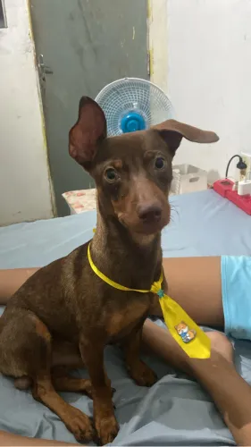Doação de cachorro