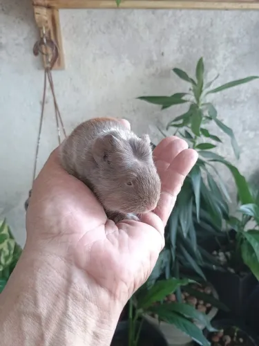 Porquinho da índia 